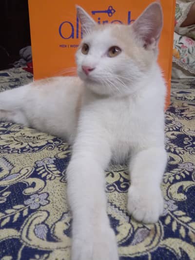 Semi Persian 6 months kitten up for adoption