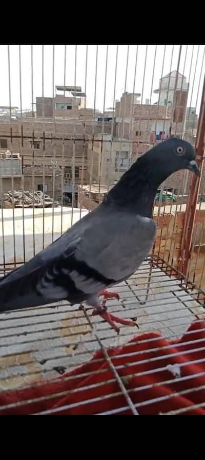 female For Sale 03191325850