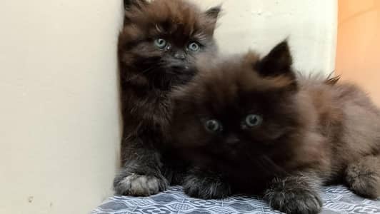 Adorable Triple-Coated Persian Kittens Available