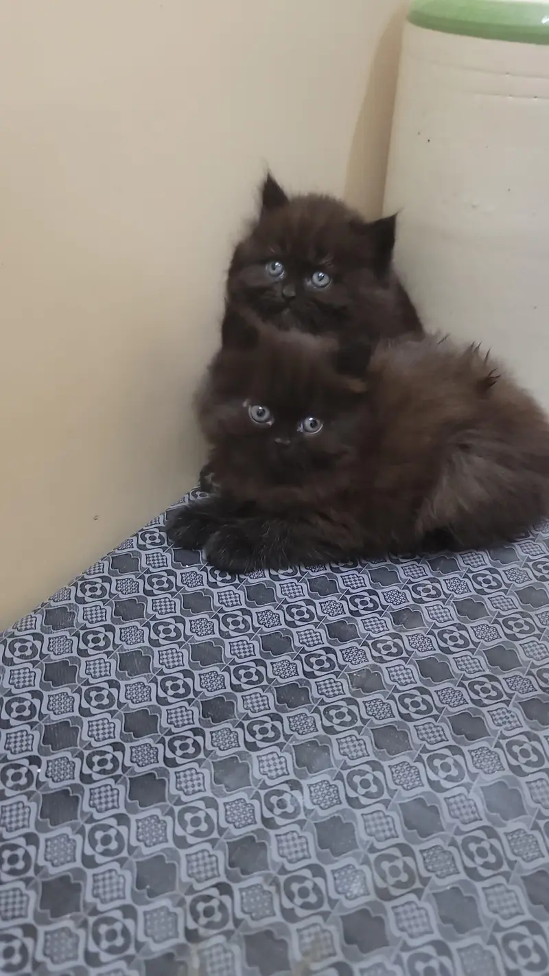 Adorable Triple-Coated Persian Kittens Available — photo 2