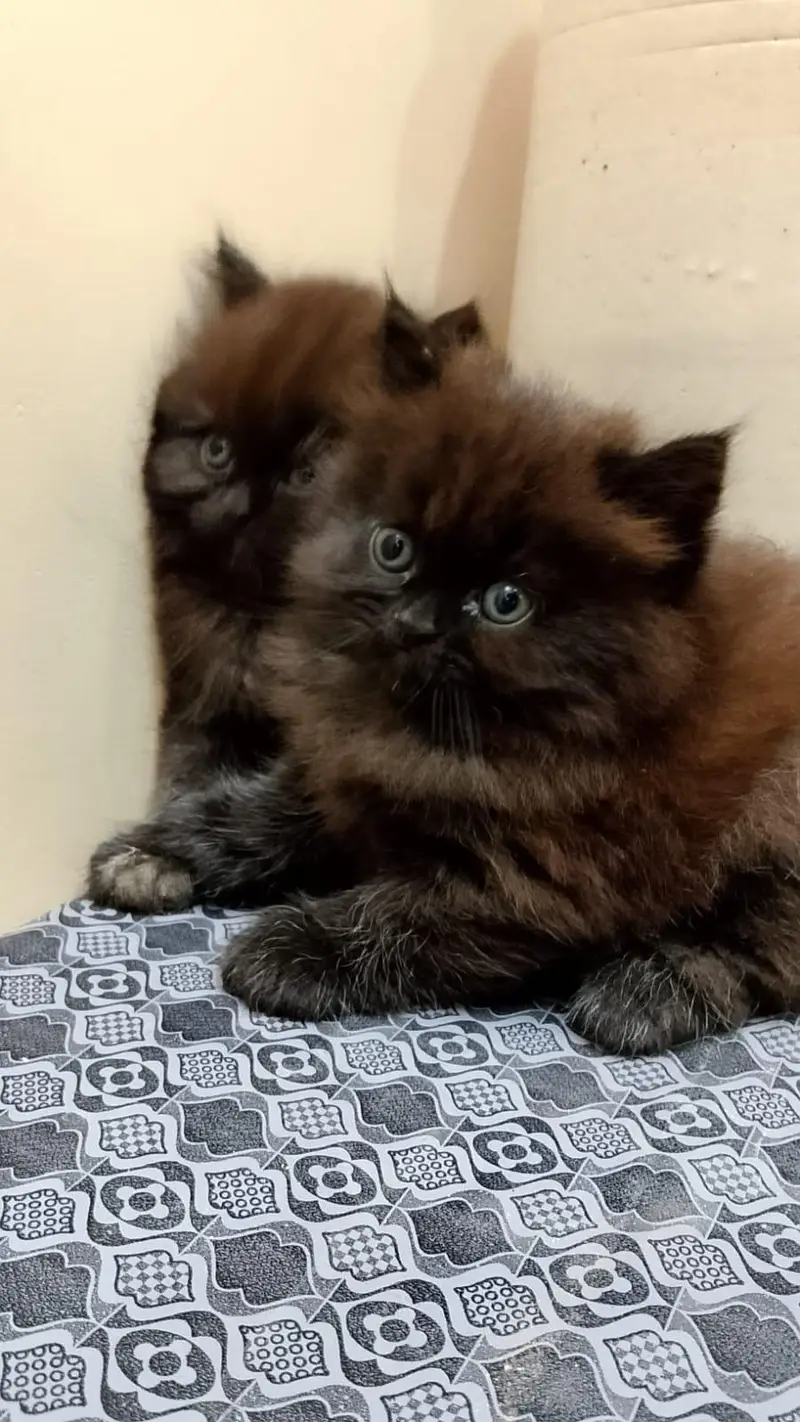Adorable Triple-Coated Persian Kittens Available — photo 3