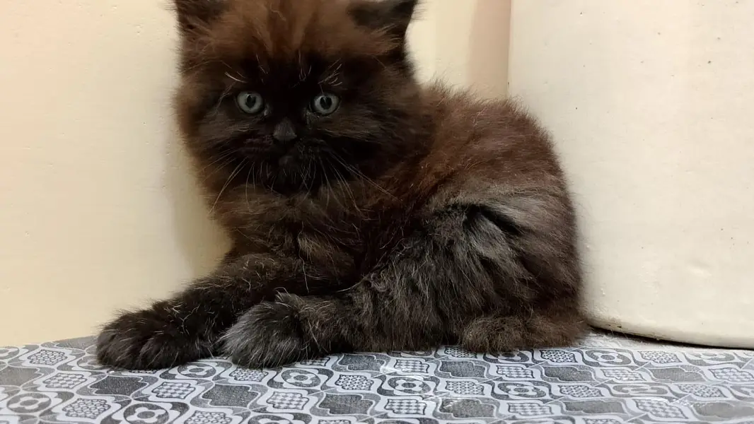 Adorable Triple-Coated Persian Kittens Available — photo 4
