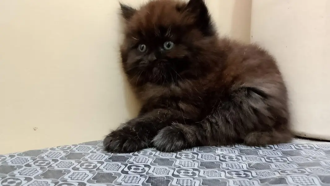 Adorable Triple-Coated Persian Kittens Available — photo 5