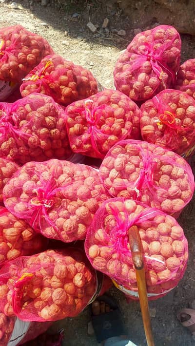 kaghan current season walnut