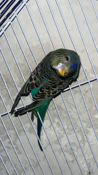 Blue blackface Top Quality male