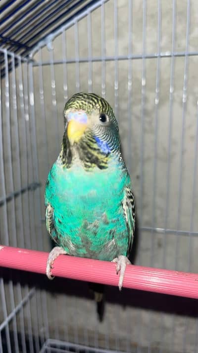 Blue blackface Top Quality male