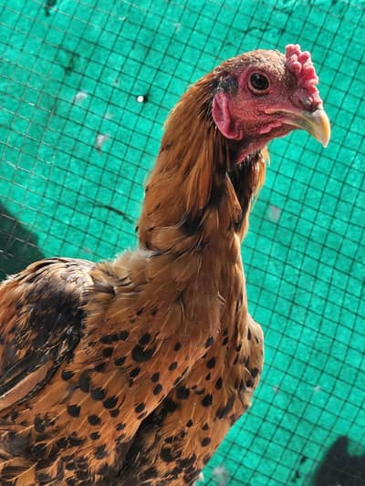 burmi pakoya for sale