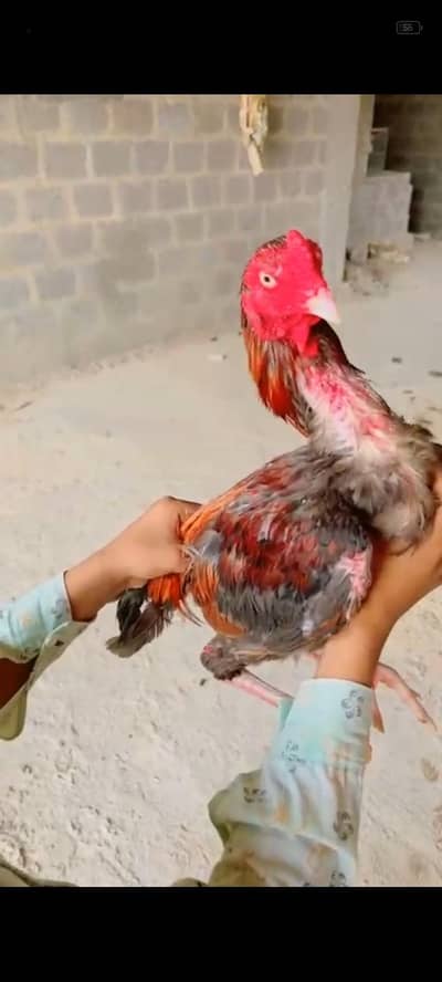 Aseel  male for sale 03103759121 whatsapp number