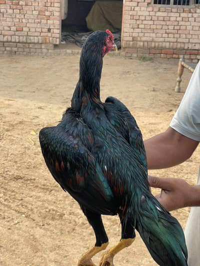 Pakistani Aseel murgha