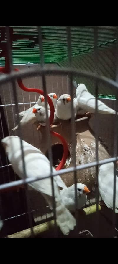 finch pair 1300