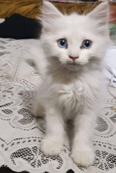 Persian cat triple coat for sale