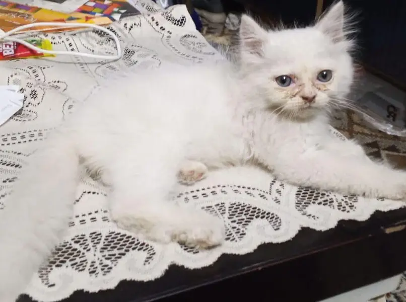 Persian cat triple coat for sale — photo 2