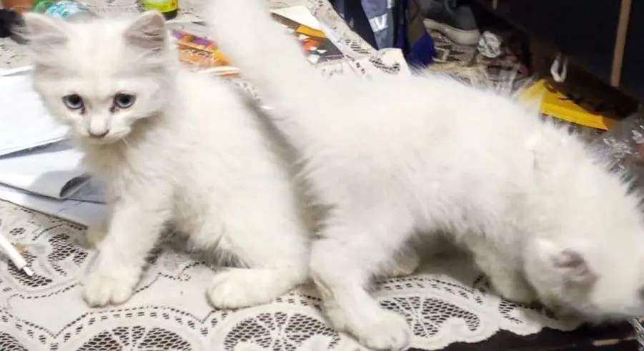 Persian cat triple coat for sale — photo 3