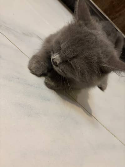 Trained | Vaccinated | Playful Persian punch face cat | House | Pots