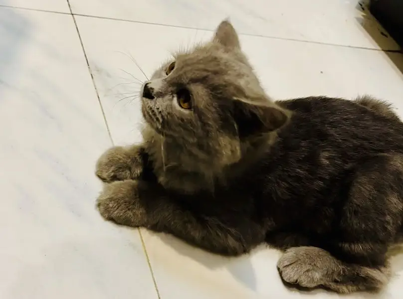 Trained | Vaccinated | Playful Persian punch face cat | Pots — photo 2