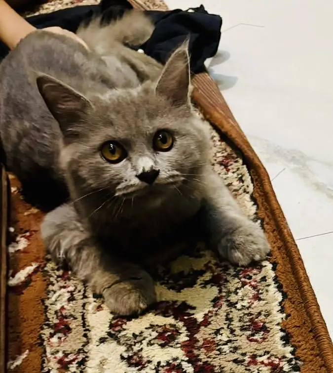 Trained | Vaccinated | Playful Persian punch face cat | Pots — photo 3