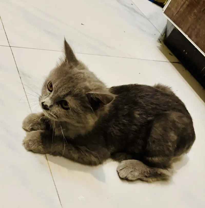 Trained | Vaccinated | Playful Persian punch face cat | Pots — photo 4