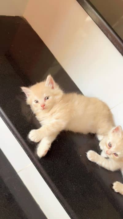 PERSIAN KITTENS