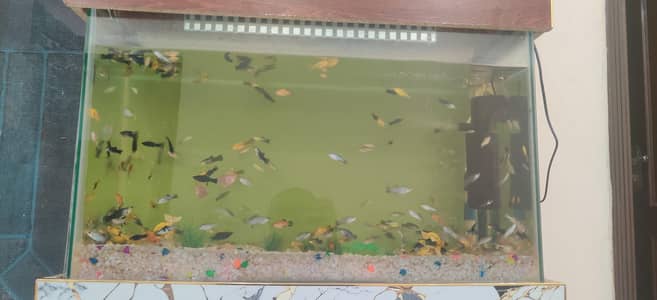 Fish Aquarium