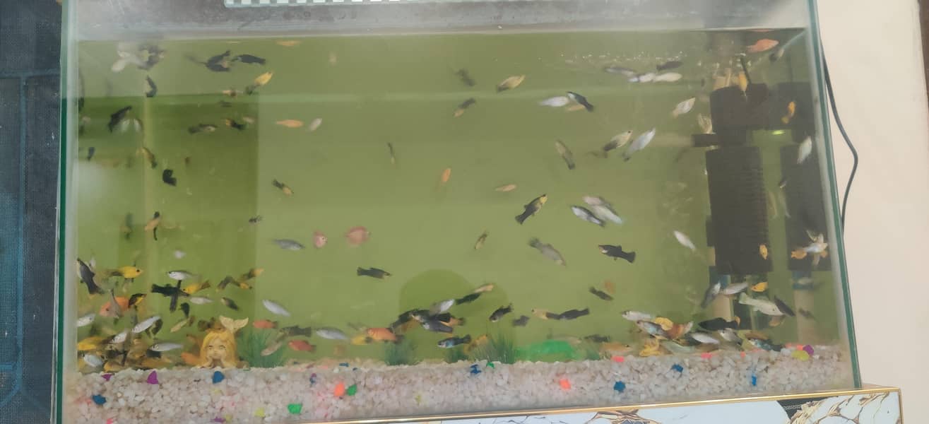 Fish Aquarium 2
