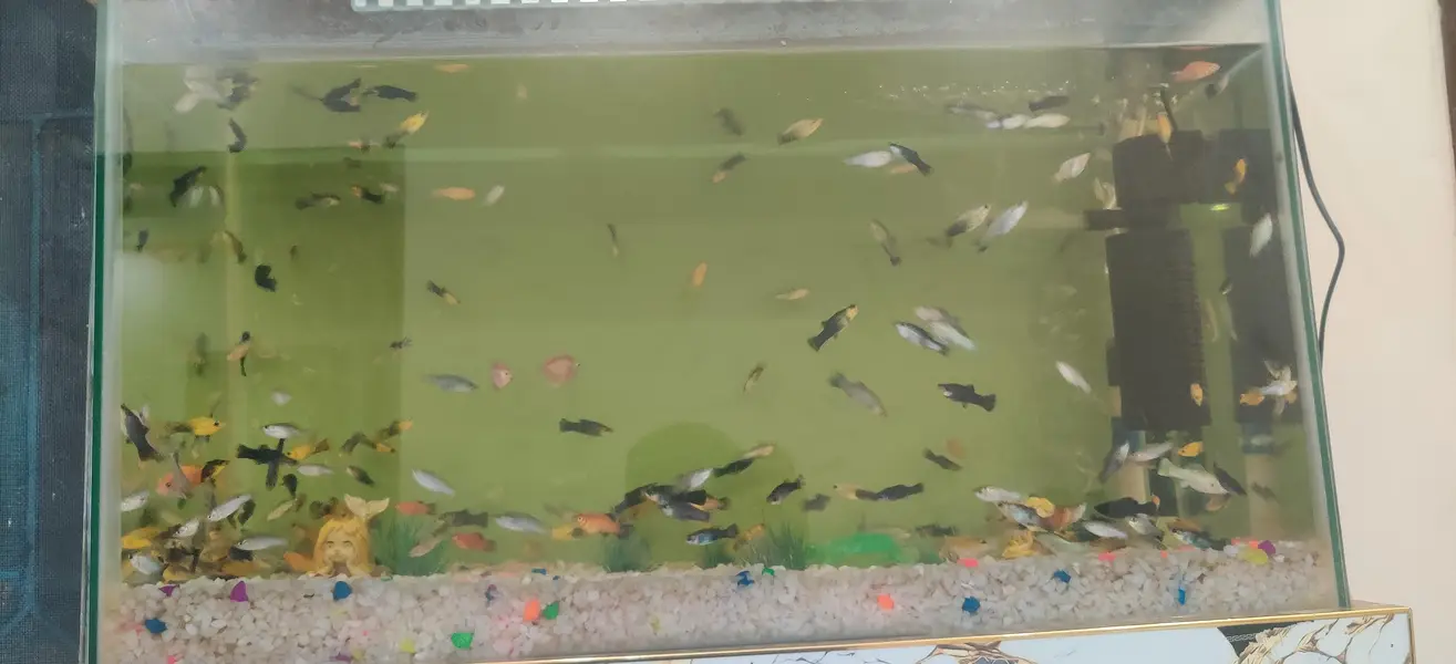 Fish Aquarium — photo 3