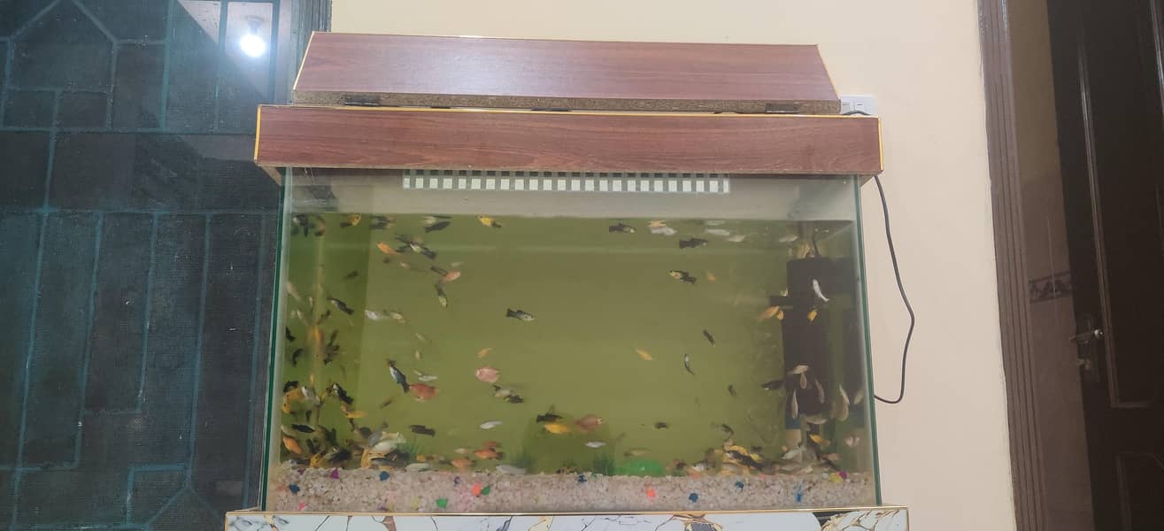 Fish Aquarium 3