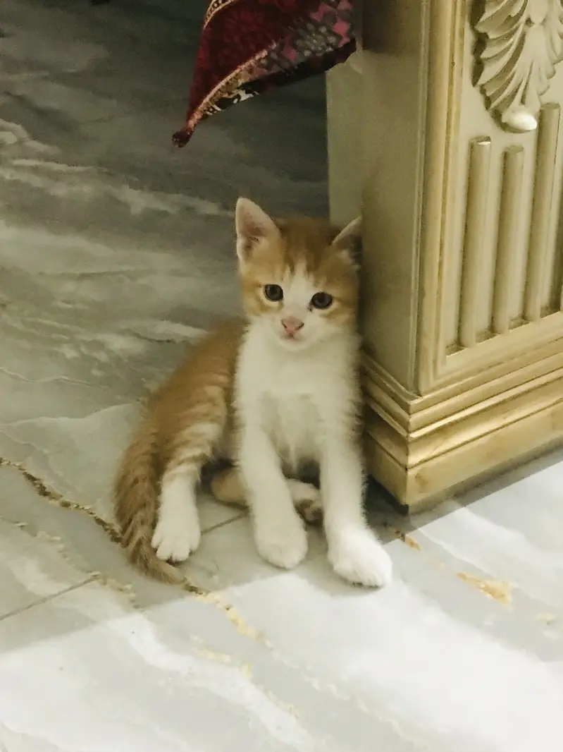 Cat for sale — photo 2