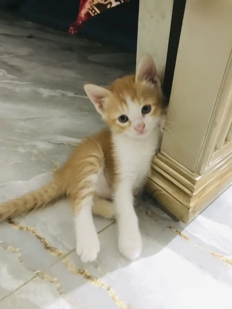Cat for sale — photo 3