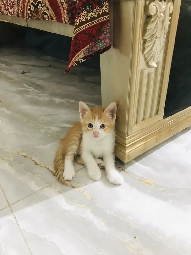 Cat for sale — photo 4