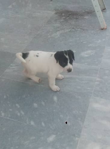 English Pointer dog male and female