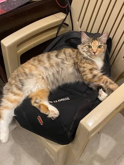 Persian cat for free
