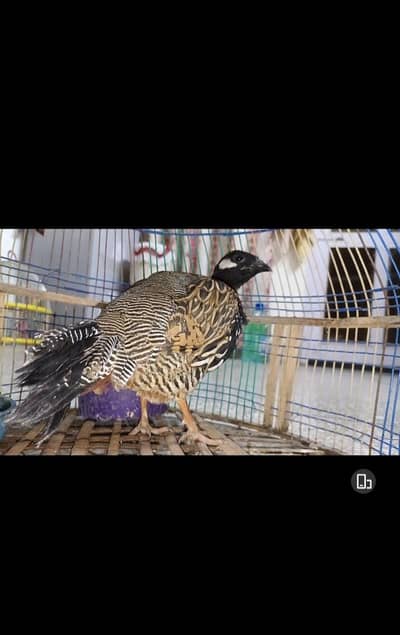 Black teetr healthy and active