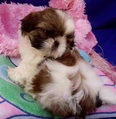 shitzu puppies available for booking.