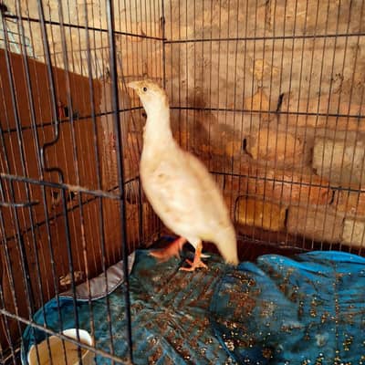 White Teetar Male Breeder