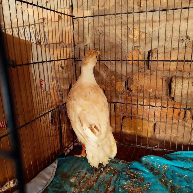 White Teetar Male Breeder — photo 2