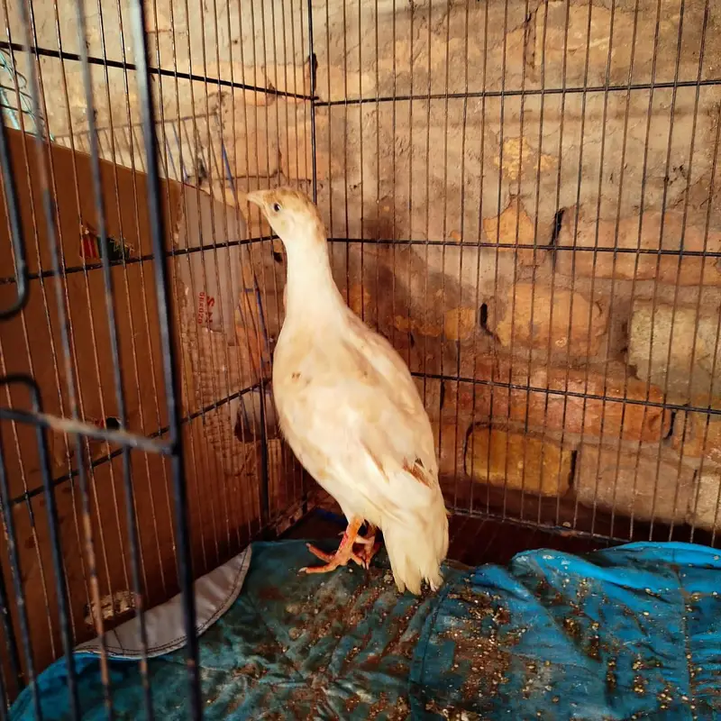 White Teetar Male Breeder — photo 3