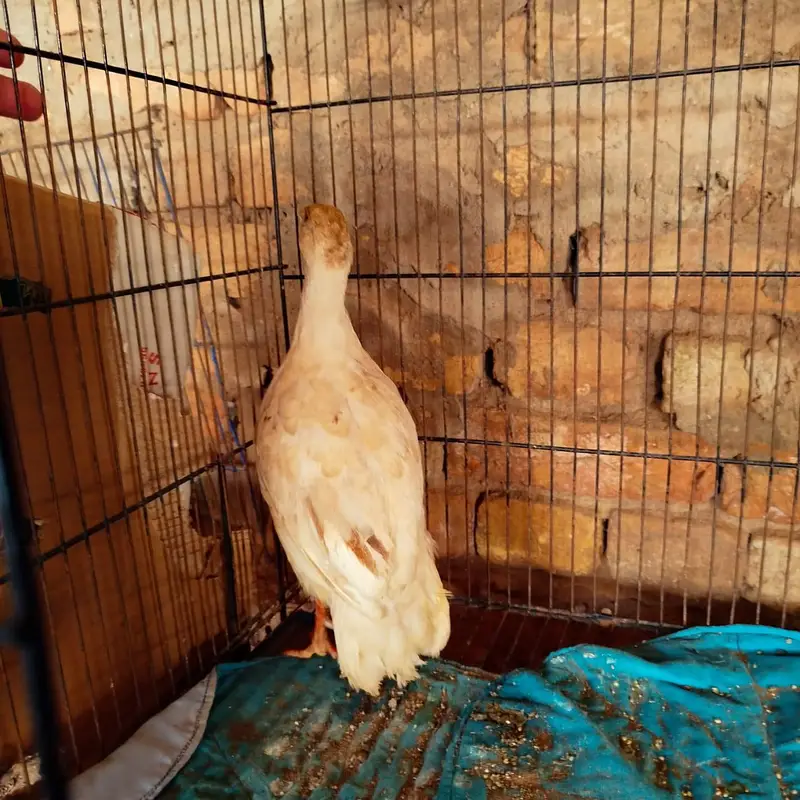 White Teetar Male Breeder — photo 5