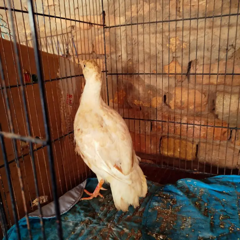 White Teetar Male Breeder — photo 6