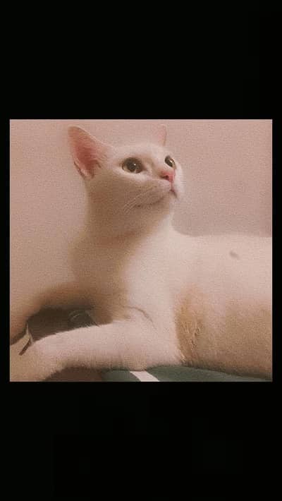 Persian Single Coat Cat for Adaptation Free!!!!