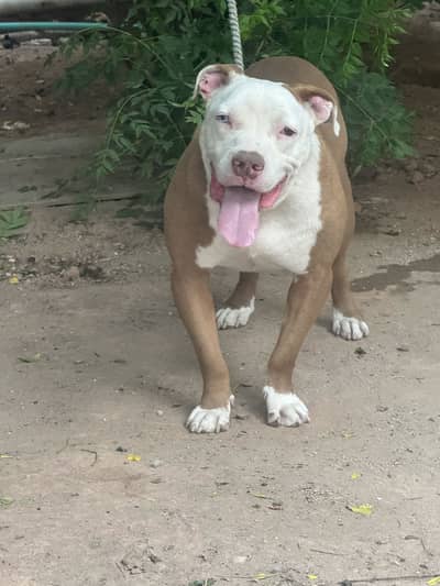 Pitbull odd Eyes Male