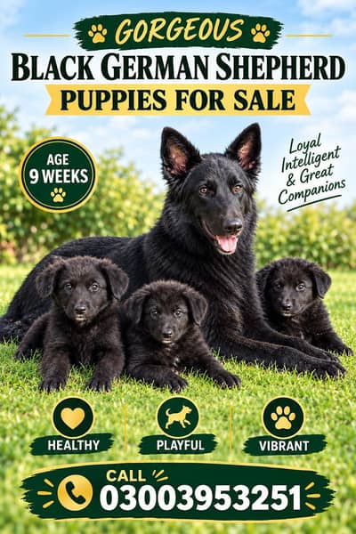 Black German shepherd puppies