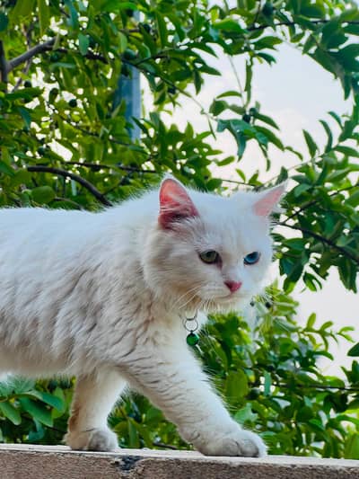Parsion Cat Female