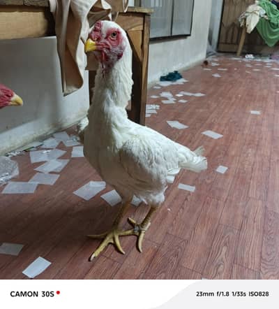 2 female shaomo age 2 years full active yellow nok nali