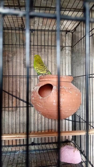 parrots,cages
