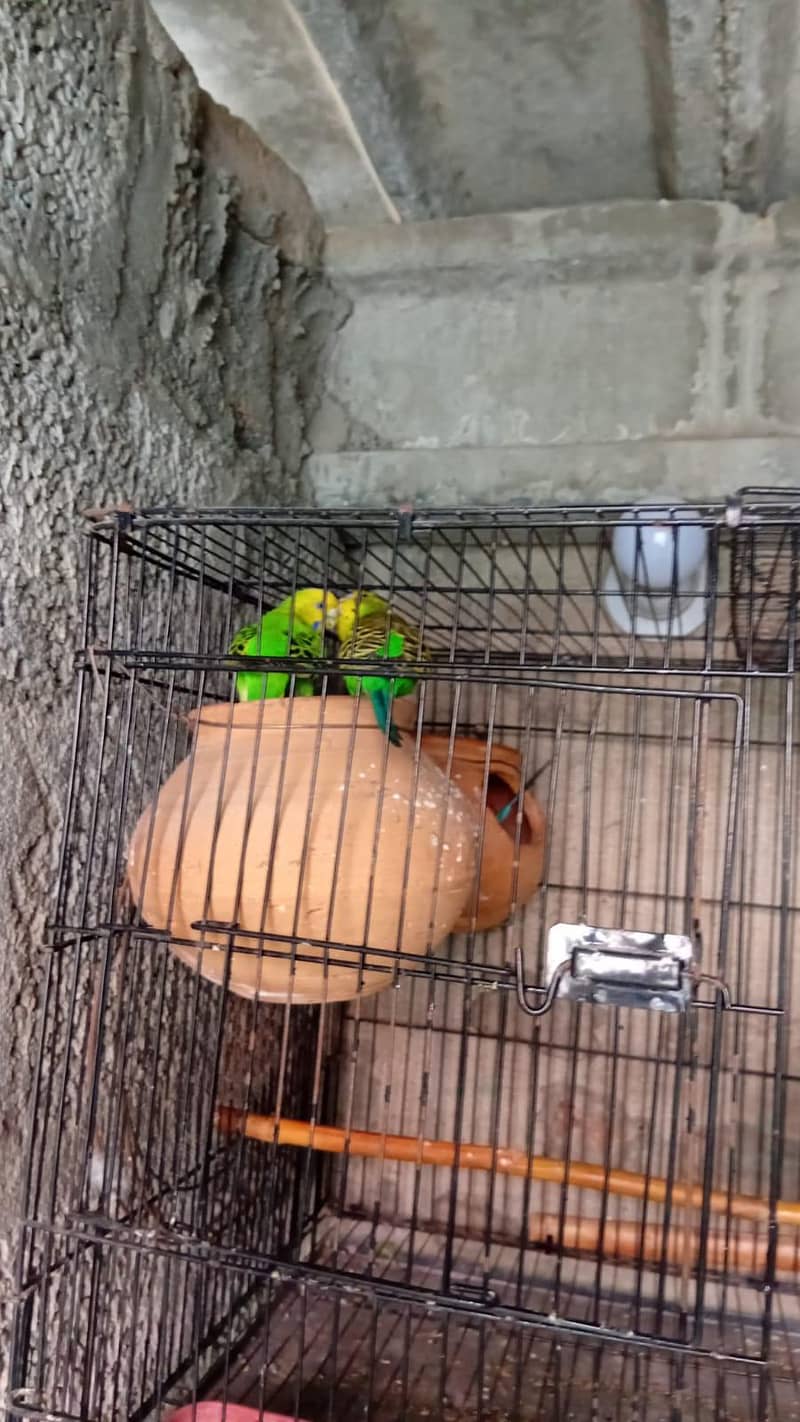 parrots,cages 1