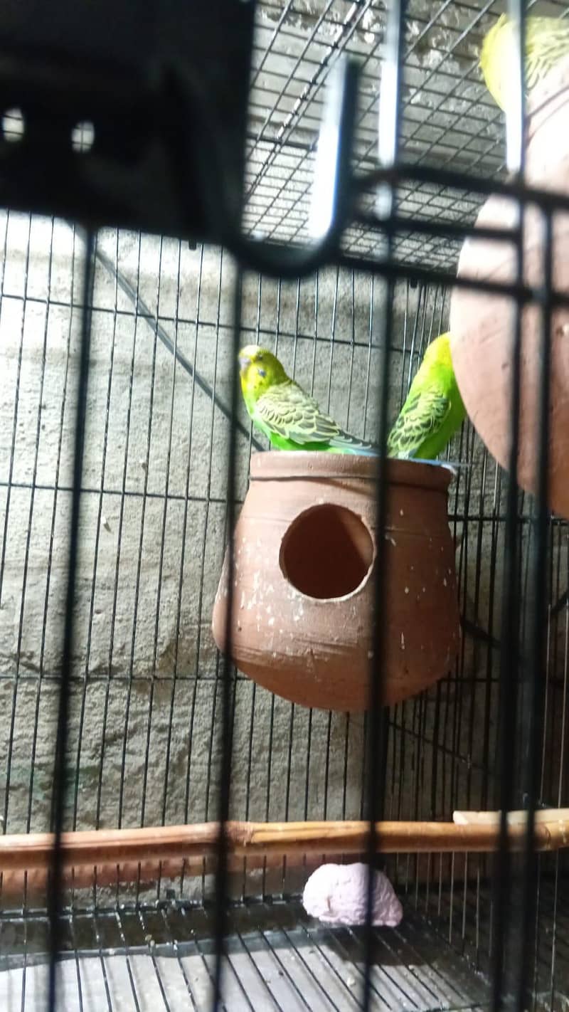 parrots,cages 3