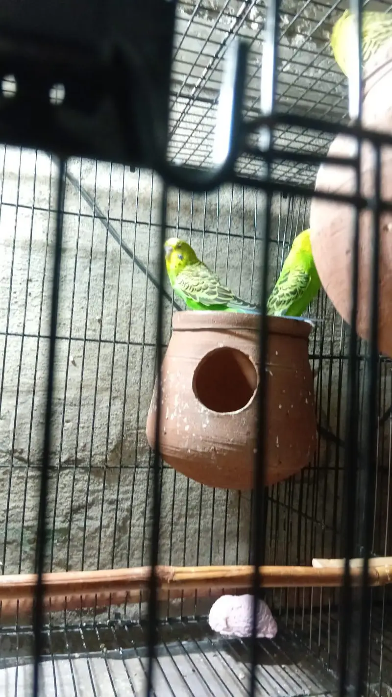 parrots,cages — photo 4