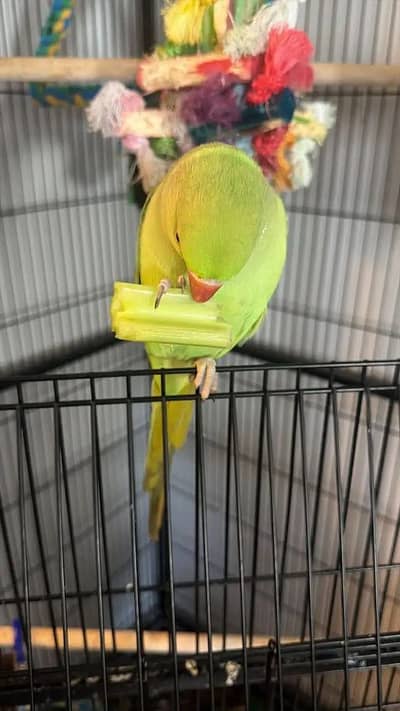 Green ringneck babies