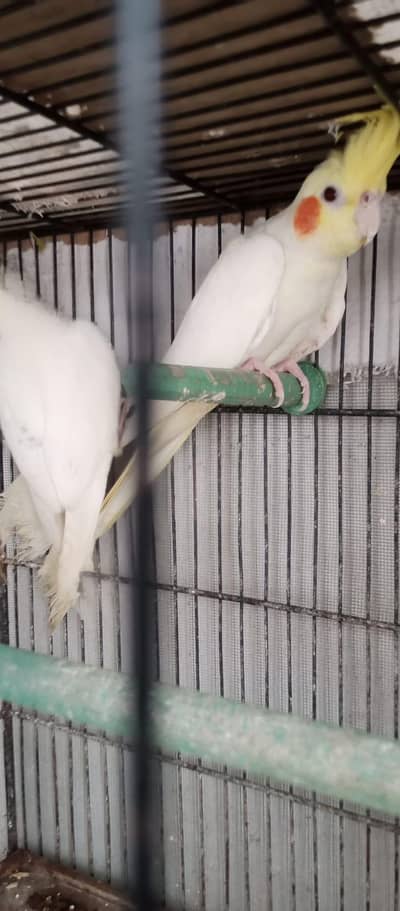 cream cockatiel