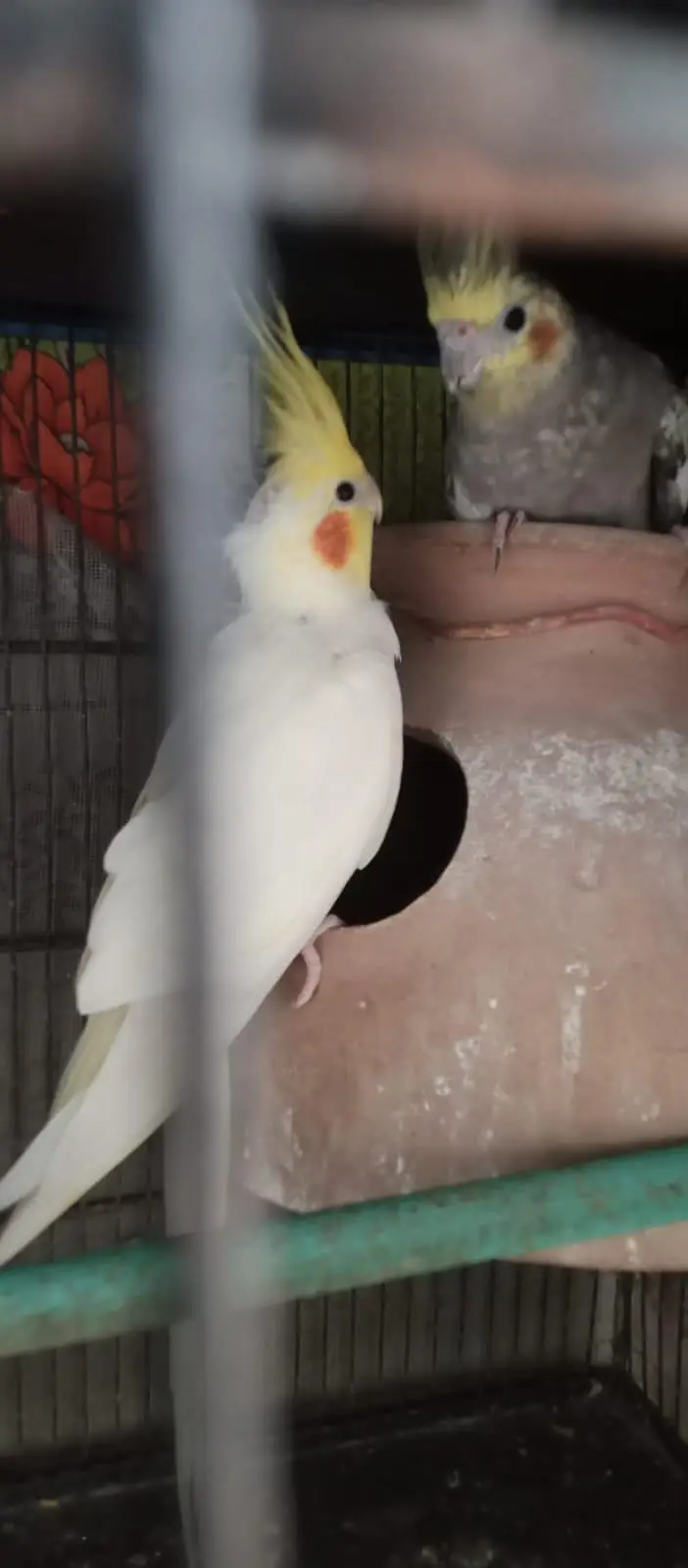 cream cockatiel — photo 2